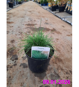 Festuca glauca 'Elijah Blue' C 1 L